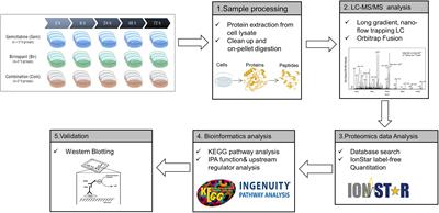 Proteomic Analysis of Combined Gemcitabine and Birinapant in <mark class="highlighted">Pancreatic Cancer Cells</mark>
